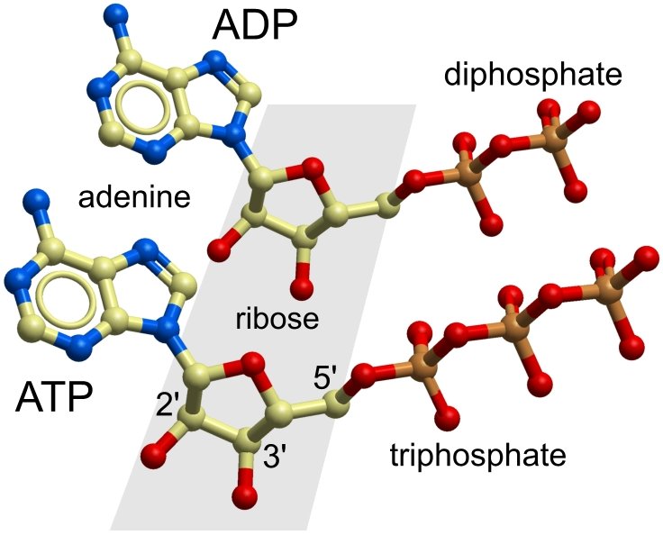 Adp Structure