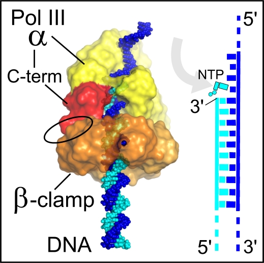 dna replication machinery