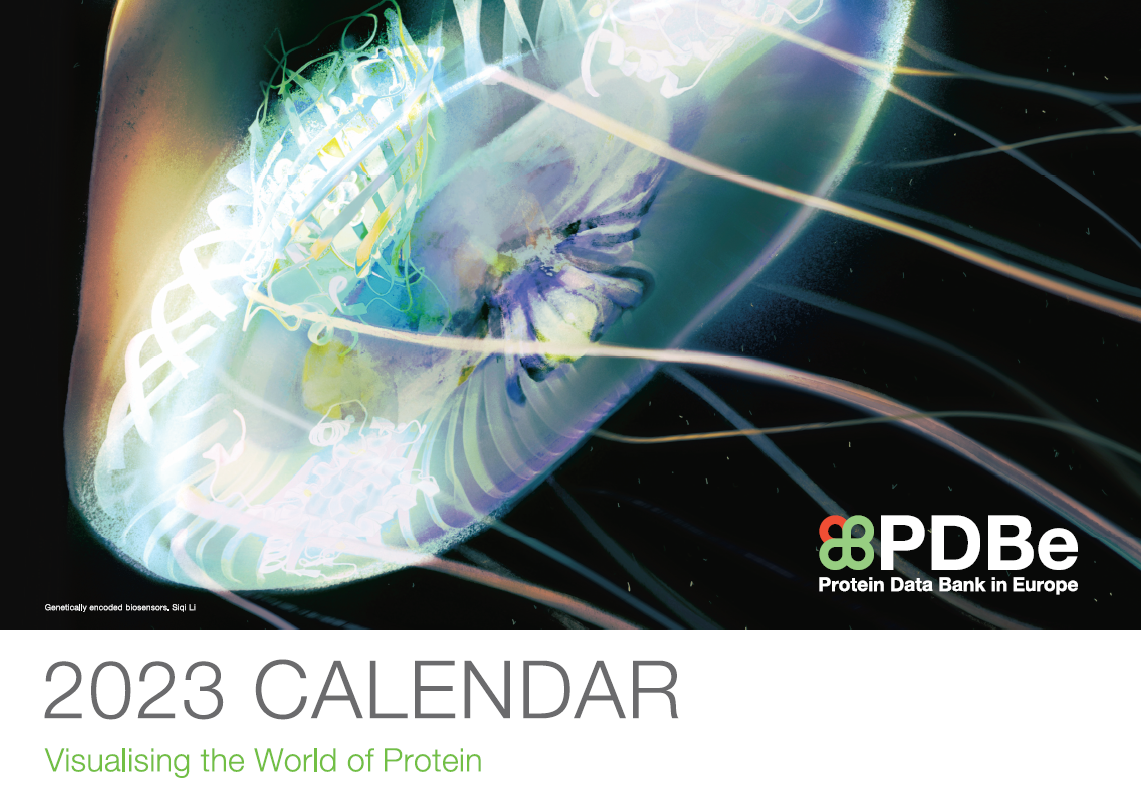 PDBe calendar 2023: Visualising the world of protein