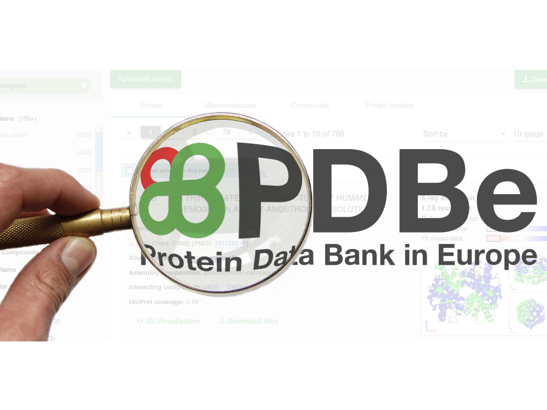 PDBe search pages