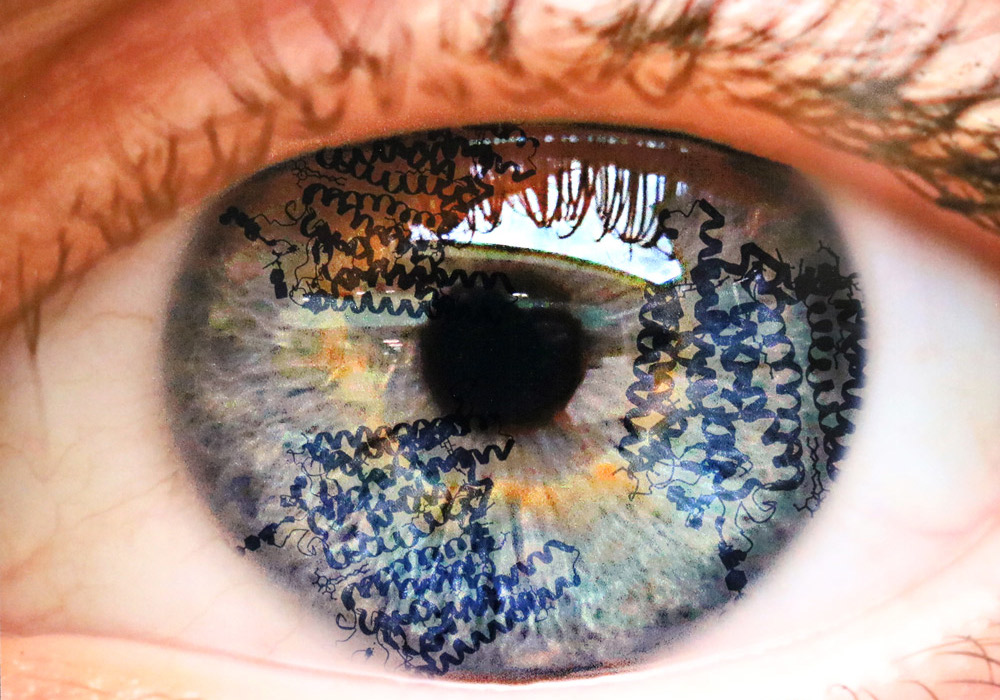Rhodopsin Eye image