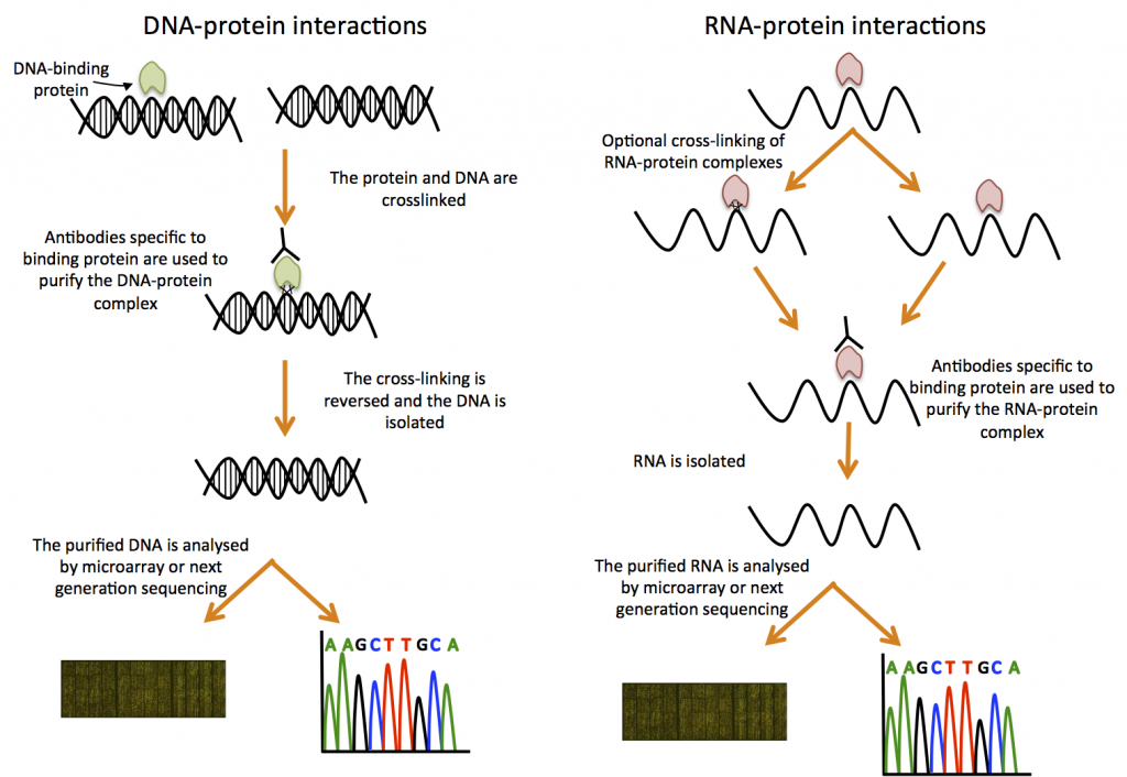 DNA/RNA-protein interactions | Functional genomics II