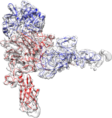 Structural basis of the activation of c-MET receptor