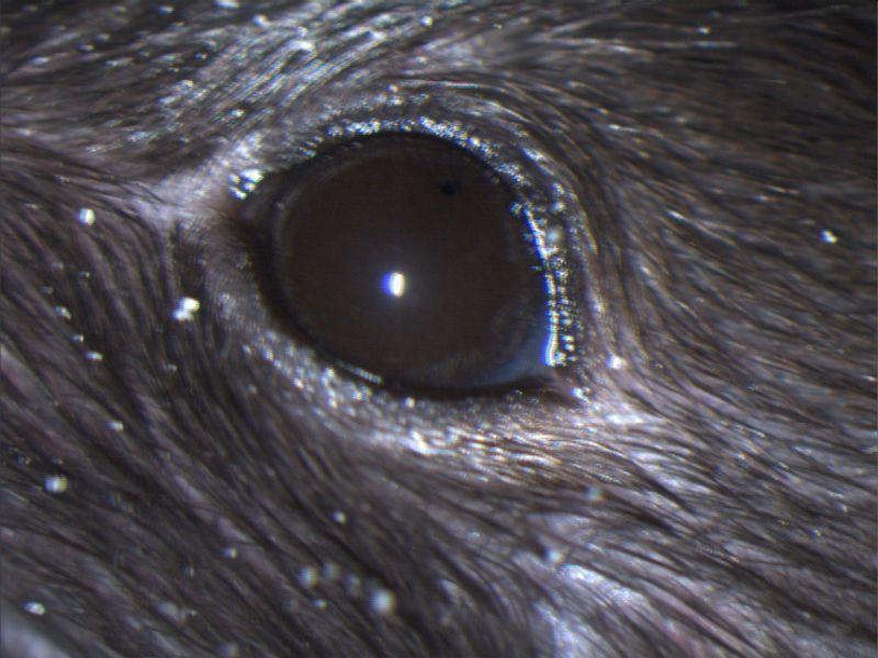 irregular pupil shape in cats