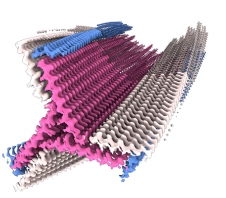 The Cryo-EM structures of two amphibian antimicrobial cross-β amyloid  fibrils