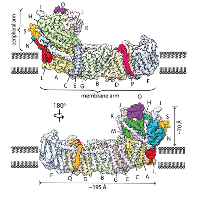 EMPIAR-10257