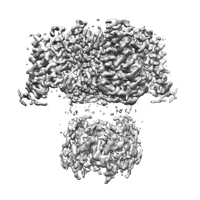 EMPIAR-11071