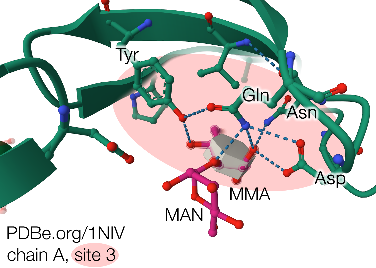 Detailed view of the conserved mannose binding site