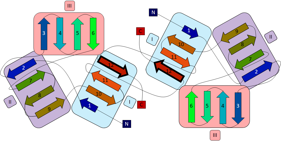 Schematic representation of the GNA’s unique fold and topology