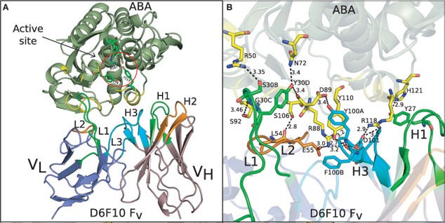 Interaction of abrin with the antibody D6F10