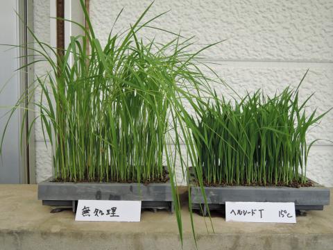 Left: Rice plants affected by the foolish seedling disease. Right: Healthy plants.