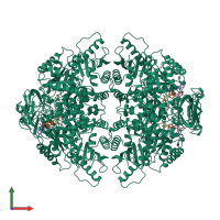 Homo tetrameric assembly 1 of PDB entry 1a5u coloured by chemically distinct molecules, front view.