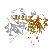 The deposited structure of PDB entry 1at1 contains 2 copies of Pfam domain PF00185 (Aspartate/ornithine carbamoyltransferase, Asp/Orn binding domain) in Aspartate carbamoyltransferase catalytic subunit. Showing 1 copy in chain A.