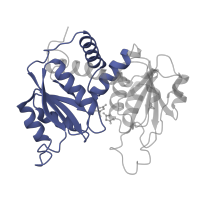 The deposited structure of PDB entry 1at1 contains 2 copies of Pfam domain PF02729 (Aspartate/ornithine carbamoyltransferase, carbamoyl-P binding domain) in Aspartate carbamoyltransferase catalytic subunit. Showing 1 copy in chain A.