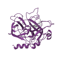 The deposited structure of PDB entry 1awf contains 1 copy of SCOP domain 50514 (Eukaryotic proteases) in Thrombin heavy chain. Showing 1 copy in chain B [auth H].