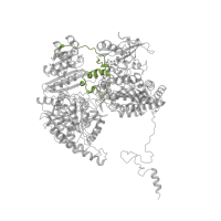 The deposited structure of PDB entry 1b0p contains 2 copies of Pfam domain PF10371 (Domain of unknown function) in Pyruvate:ferredoxin oxidoreductase. Showing 1 copy in chain A.