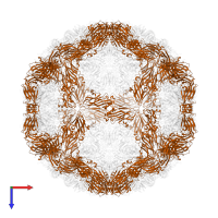 Capsid proteins P88 in PDB entry 1bbt, assembly 1, top view.