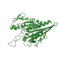 The deposited structure of PDB entry 1bg2 contains 1 copy of SCOP domain 52641 (Motor proteins) in Kinesin-1 heavy chain. Showing 1 copy in chain A.