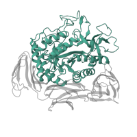 The deposited structure of PDB entry 1cdg contains 1 copy of SCOP domain 51446 (Amylase, catalytic domain) in Cyclomaltodextrin glucanotransferase. Showing 1 copy in chain A.