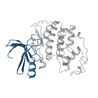 The deposited structure of PDB entry 1ckp contains 1 copy of CATH domain 3.30.200.20 (Phosphorylase Kinase; domain 1) in Cyclin-dependent kinase 2. Showing 1 copy in chain A.