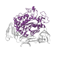 The deposited structure of PDB entry 1ded contains 2 copies of CATH domain 3.20.20.80 (TIM Barrel) in Cyclomaltodextrin glucanotransferase. Showing 1 copy in chain A.