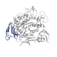 The deposited structure of PDB entry 1ded contains 2 copies of SCOP domain 51012 (alpha-Amylases, C-terminal beta-sheet domain) in Cyclomaltodextrin glucanotransferase. Showing 1 copy in chain A.