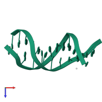 DNA (5'-D(*CP*GP*CP*GP*AP*AP*TP*TP*CP*GP*CP*G)-3') in PDB entry 1dou, assembly 1, top view.