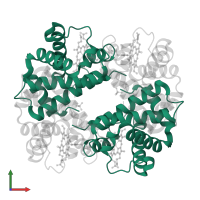 Hemoglobin subunit alpha in PDB entry 1dxu, assembly 1, front view.