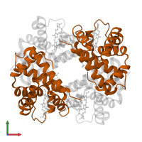 Hemoglobin subunit beta in PDB entry 1dxu, assembly 1, front view.
