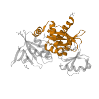 The deposited structure of PDB entry 1e4e contains 1 copy of CATH domain 3.30.470.20 (D-amino Acid Aminotransferase; Chain A, domain 1) in Vancomycin/teicoplanin A-type resistance protein VanA. Showing 1 copy in chain B.