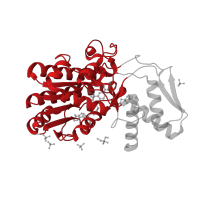 The deposited structure of PDB entry 1e6u contains 1 copy of CATH domain 3.40.50.720 (Rossmann fold) in GDP-L-fucose synthase. Showing 1 copy in chain A.