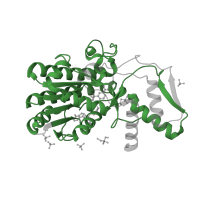 The deposited structure of PDB entry 1e6u contains 1 copy of Pfam domain PF01370 (NAD dependent epimerase/dehydratase family) in GDP-L-fucose synthase. Showing 1 copy in chain A.