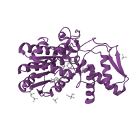 The deposited structure of PDB entry 1e6u contains 1 copy of SCOP domain 51751 (Tyrosine-dependent oxidoreductases) in GDP-L-fucose synthase. Showing 1 copy in chain A.