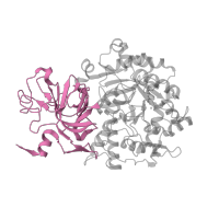 The deposited structure of PDB entry 1ejs contains 1 copy of SCOP domain 51339 (alpha-Subunit of urease) in Urease subunit alpha. Showing 1 copy in chain A [auth C].