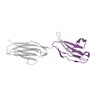 The deposited structure of PDB entry 1epf contains 4 copies of Pfam domain PF13927 (Immunoglobulin domain) in Neural cell adhesion molecule 1. Showing 1 copy in chain B.