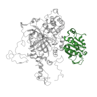The deposited structure of PDB entry 1ggf contains 4 copies of CATH domain 3.40.50.880 (Rossmann fold) in Catalase HPII. Showing 1 copy in chain A.