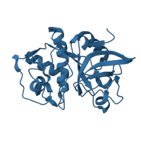 The deposited structure of PDB entry 1glo contains 1 copy of Pfam domain PF00112 (Papain family cysteine protease) in Cathepsin S. Showing 1 copy in chain A.