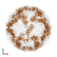 Capsid protein VP2 in PDB entry 1hrv, assembly 1, front view.