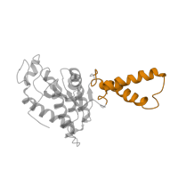 The deposited structure of PDB entry 1ibk contains 1 copy of CATH domain 1.10.287.610 (Helix Hairpins) in Small ribosomal subunit protein uS2. Showing 1 copy in chain C [auth B].