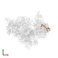 Small ribosomal subunit protein uS13 in PDB entry 1ibk, assembly 1, front view.