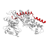 The deposited structure of PDB entry 1ig8 contains 1 copy of CATH domain 1.10.287.1250 (Helix Hairpins) in Hexokinase-2. Showing 1 copy in chain A.