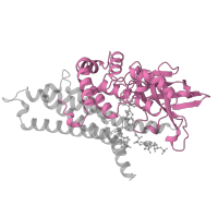 The deposited structure of PDB entry 1ivh contains 4 copies of SCOP domain 56646 (Medium chain acyl-CoA dehydrogenase, NM (N-terminal and middle) domains) in Isovaleryl-CoA dehydrogenase, mitochondrial. Showing 1 copy in chain A.
