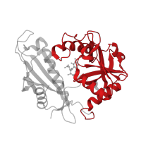 The deposited structure of PDB entry 1iye contains 3 copies of CATH domain 3.20.10.10 (D-amino Acid Aminotransferase; Chain A, domain 2) in Branched-chain-amino-acid aminotransferase. Showing 1 copy in chain A.