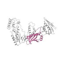 The deposited structure of PDB entry 1jlc contains 1 copy of Pfam domain PF06815 (Reverse transcriptase connection domain) in Reverse transcriptase/ribonuclease H. Showing 1 copy in chain A.