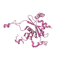 The deposited structure of PDB entry 1k8a contains 1 copy of SCOP domain 54193 (L15e) in Large ribosomal subunit protein eL15. Showing 1 copy in chain N.