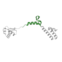 The deposited structure of PDB entry 1k8a contains 1 copy of CATH domain 1.20.5.560 (Single alpha-helices involved in coiled-coils or other helix-helix interfaces) in Large ribosomal subunit protein eL19. Showing 1 copy in chain Q.