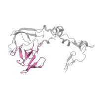 The deposited structure of PDB entry 1k8a contains 1 copy of CATH domain 2.30.30.30 (SH3 type barrels.) in Large ribosomal subunit protein uL2. Showing 1 copy in chain C.