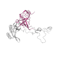 The deposited structure of PDB entry 1k8a contains 1 copy of CATH domain 2.40.30.10 (Elongation Factor Tu (Ef-tu); domain 3) in Large ribosomal subunit protein uL3. Showing 1 copy in chain D.