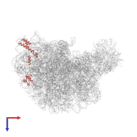 Large ribosomal subunit protein eL19 in PDB entry 1k8a, assembly 1, top view.