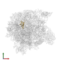Large ribosomal subunit protein uL22 in PDB entry 1k8a, assembly 1, front view.